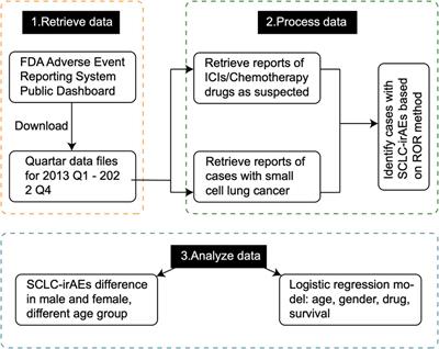 Immune-related adverse events in small-cell lung cancer patients treated with immune checkpoint inhibitors: a comprehensive analysis from the FDA adverse event reporting system